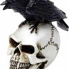 Best reviews of 🤩 ALCHEMY GOTHIC Gothic Homewares Raven Skull | MINIATURE ⌛