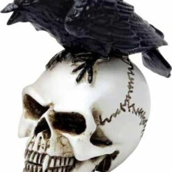 Best reviews of 🤩 ALCHEMY GOTHIC Gothic Homewares Raven Skull | MINIATURE ⌛